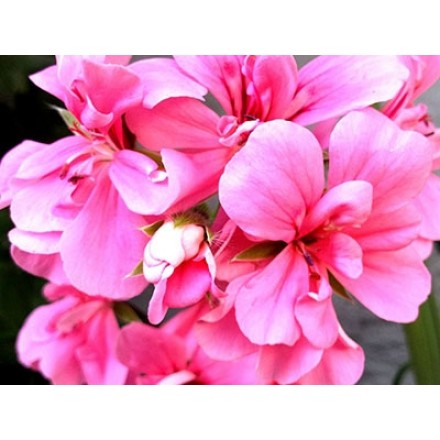 Fragancia de Geranio Rosa