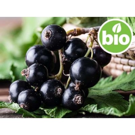 Aceite de Grosellero Negro BIO