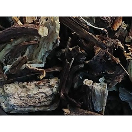 Equinacea Purpurea planta cortada