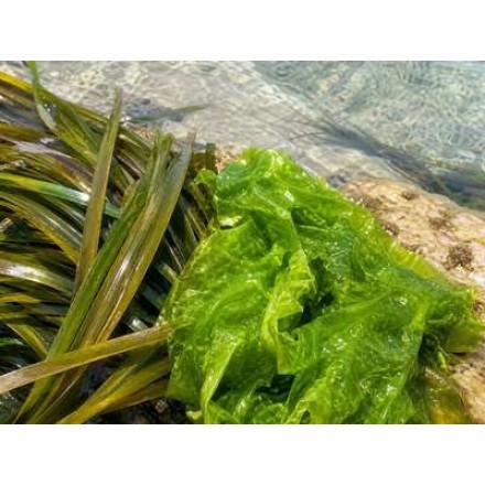 Ulvanean® Posidonia
