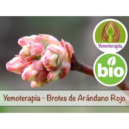 Arándano rojo Brotes Jovenes - Yemoterapia