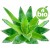 Aceite de Aloe Vera BIO