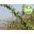 Aceite de Dathelo 1ª presión BIO