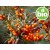 Aceite de Espino Amarillo extracción CO2 - BIO