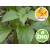 Aceite Esencial de Albahaca Picante - Silvestre BIO