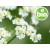 Aceite Esencial de Alcaravea BIO