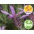 Aceite Esencial de Cantueso Silvestre y BIO