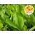 Aceite Esencial de Cúrcuma Silvestre BIO - Hojas