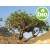 Aceite Esencial de Incienso (Olíbano) - Boswellia carterii BIO