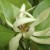 Aceite Esencial de Magnolia (hojas)