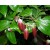 Aceite Esencial de Palo de Ho BIO - Madagascar