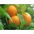 Aceite Esencial de Petitgrain Naranjo Amargo (Paraguay)