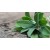Aceite Esencial de Salvia Officinalis BIO