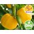 Aceite Esencial de Yuzu Silvestre y BIO