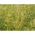 Aceite Esencial de Gingergrass