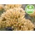 Aceite Esencial de Helichrysum Picardii BIO