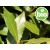 Aceite Esencial de Laurel BIO