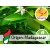 Aceite Esencial de Petitgrain Mandarino BIO