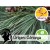 Aceite Esencial de Pino Laricio Silvestre y BIO