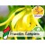 Aceite Esencial de Ylang Ylang Completo (Totum) Silvestre BIO