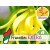 Aceite Esencial de Ylang Ylang Extra - Silvestre BIO