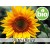 Aceite de Girasol Alto Oleico RBDW BIO