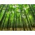 Fragancia Bosques de Bambú