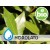 Hidrolato de Laurel BIO - Microfiltrado