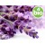 Hidrolato de Lavanda Fina BIO - Microfiltrado