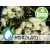 Hidrolato de Eucalipto BIO