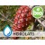 Hidrolato de Pino de Alepo BIO