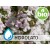 Hidrolato de Tomillo Tuyanol BIO