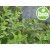Aceite Esencial de Hierbabuena BIO
