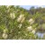 Aceite Esencial de Rosalina - Silvestre