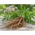 Aceite Esencial de Valeriana Raíz Sivlestre y BIO
