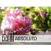 Absoluto de Rosa de Búlgara Otto