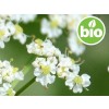 Aceite Esencial de Alcaravea BIO