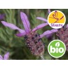 Aceite Esencial de Cantueso Silvestre y BIO