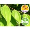Aceite Esencial de Canela del Himalaya Silvestre y BIO