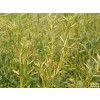 Aceite Esencial de Gingergrass