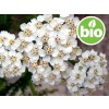 Aceite Esencial de Milenrama Silvestre y BIO