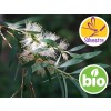 Aceite Esencial de Niaouli Silvestre - Qt. Viridiflorol
