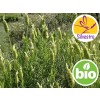 Aceite Esencial de Lavanda Verde Silvestre y BIO