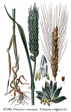 Ilustración de Aceite de Germen de Trigo Virgen de 1ª presión Ilustración de Aceite de Germen de Trigo Virgen de 1ª presión