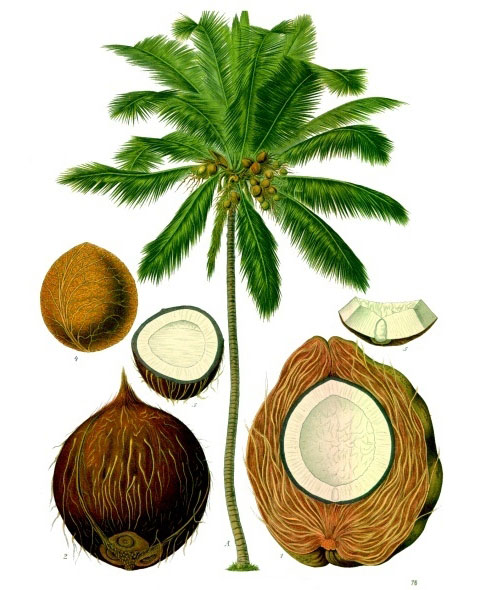 Ilustración de Aceite de Coco Fraccionado