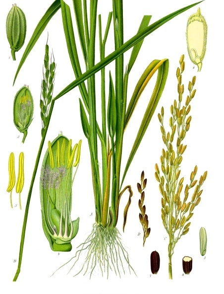 Ilustración de Aceite de Arroz