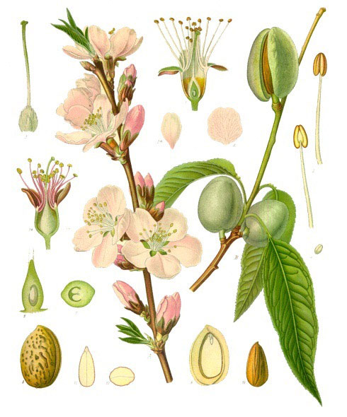 Ilustración de Aceite de Almendras Virgen 1ª presión BIO